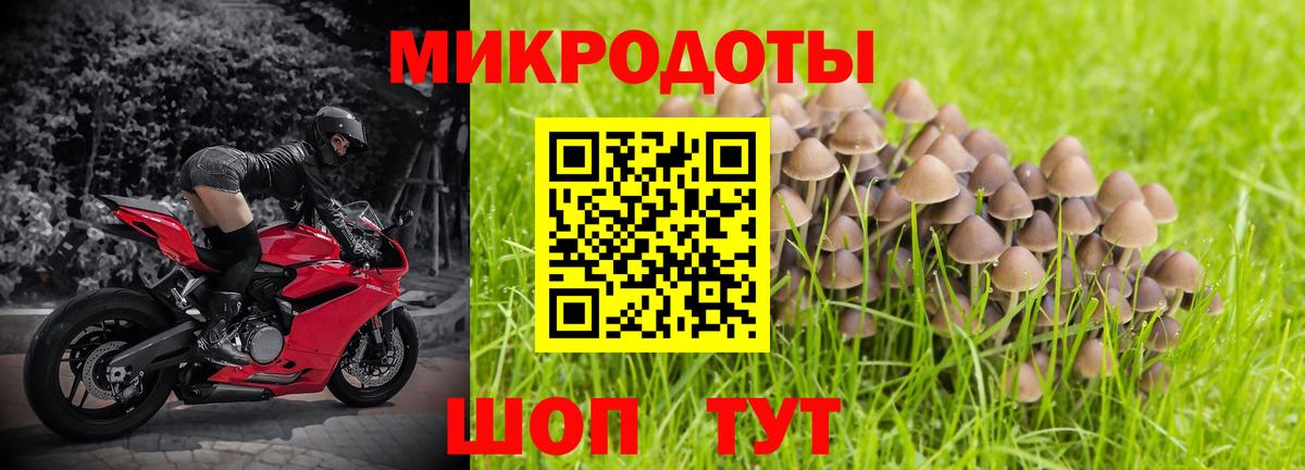Галлюциногенные грибы Psilocybe Калуга